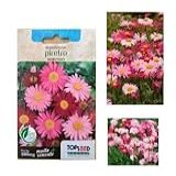 Sementes De Flor Piretro Sortido 100 Mg Topseed