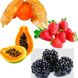 Sementes De Frutas Anas