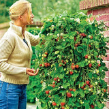 Sementes De Frutas Anãs Para Vasos P/ Mudas - À Sua Escolha