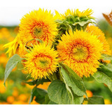 Sementes De Girassol Anao Sungold Dobrado