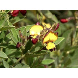 Sementes De Guandú Fava Larga Milheto E Crotalaria Jucea