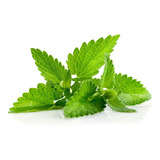 Sementes De Hortela Menta