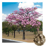 Sementes De Ipê Rosa Bálsamo 3g