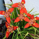 Sementes De Íris Tigre Tigridia Pavonia Para Mudas Da Flor