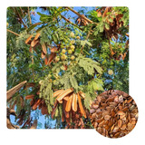 Sementes De Leucena 1kg