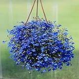 Sementes De Lobélia Azul P Mudas Flores Originais Belas Vasos Jardins
