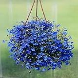 Sementes De Lobelia Azul