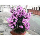 Sementes De Manacá Da Serra Anão Quaresmeira Rosa