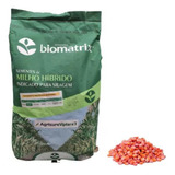Sementes De Milho Verde Híb  Biomatrix 3066 Vt Pro3   1 Kg