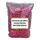 Sementes De Milho Verde Hibrido 3066 Btmax 2 Kg