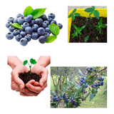Sementes De Mirtilo Blueberry