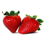 Sementes De Morango Gigante Frutas P Mudas Promoção 