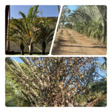 Sementes De Palmeira Triângulo