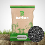 Sementes De Pastagem Brachiaria Marandu Incrustada Dez Kg