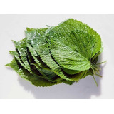 Sementes De Perilla Shiso Para Plantio De Mudas