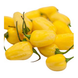 Sementes De Pimenta Guaraci