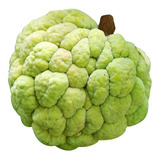 Sementes De Pinha Gigante