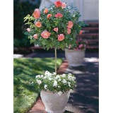 Sementes De Rosa Tree Mix Flor Para Mudas E Bonsai