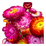 Sementes De Sempre viva Sortida