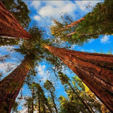 Sementes De Sequoia Gigante Frescas P Mudas Árvore Rara