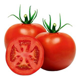 Sementes De Tomate Hibrido