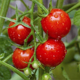 Sementes De Tomate tomate Vermelho