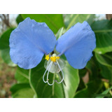 Erecta