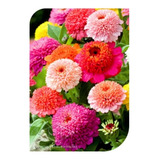 Sementes De Zinia Tutti Frutti Sortidas 4 Envelopes