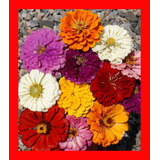 Flor