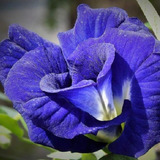 Sementes Flor De Fada Azul Dobrada