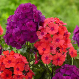 Sementes Flor De Flocos Drummond Multicoloridas Pra Jardim
