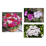 Sementes Flor Phlox Drummond sortido