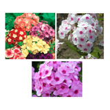 Sementes Flor Phlox Drummond sortido