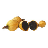 Sementes Fruta Geleia De