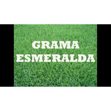 Sementes Grama Esmeralda 1kilo Para 1000m Pronta Entrega