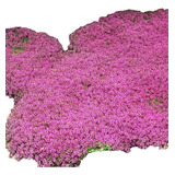 Sementes Grama Roxa Aromatica