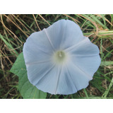 Sementes Ipomoea Ciel Bleu Campainha Gloria