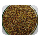 Sementes Milheto Brs 1501 Caixa Com 3 0 Kg
