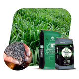 Sementes Panicum Maximum Capim Mombaça 20kg Frete Grátis