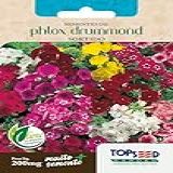 Sementes Phlox Drummond Sortido Flores Jardim 200mg