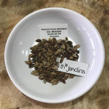 Mudas