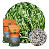 Sementes Revestidas 10kg Braquiarão Germiterra Safra Nova