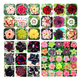Sementes Rosa Do Deserto Kit Negras Com 40 Sementes