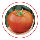 Sementes Tomate Coronel 500