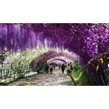 Sementes Trepadeira Glicinia Wisteria Sinensis Flor P Mudas