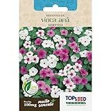Sementes Vinca Anã Sortida 100mg Maria Sem Vergonha Flores Vasos Jardins