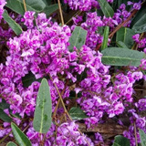 Sementes Wisteria Rosa Trepadeira Andarilho Australia P muda