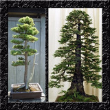 Sequoia Gigante Sementes Arvores Para Mudas E Bonsai