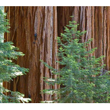Sequoia Gigante Sempervirens Bonsai Árvore Sementes P Mudas