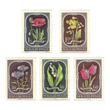 Flores